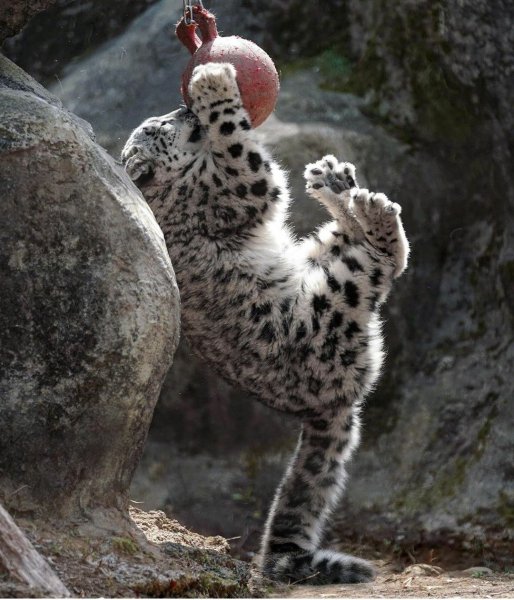 Снежный Барс прикольный