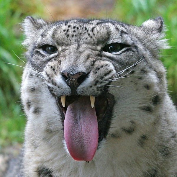 Снежный Барс зубы