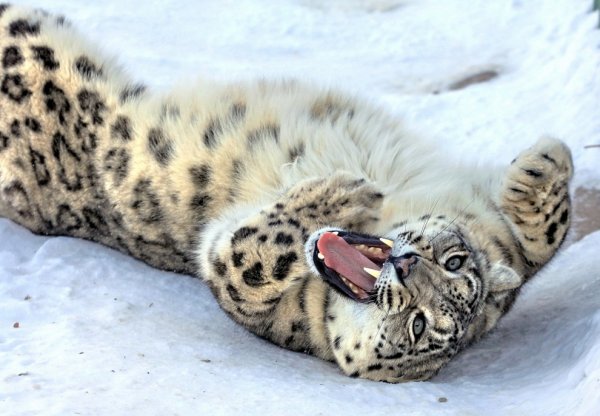 Снежный Барс Илбирс спит