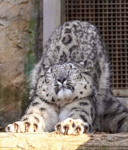 Лапа ирбиса