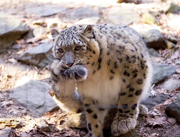 Снежный Барс и хвост