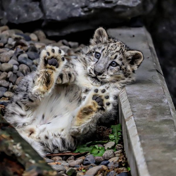 Ирбис детеныш