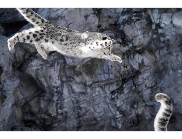 Снежный Барс прыгает