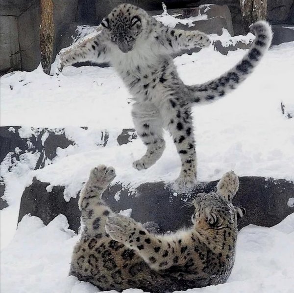 Снежный Барс прыгает