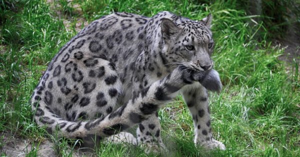 Ирбис снежный леопард хвост