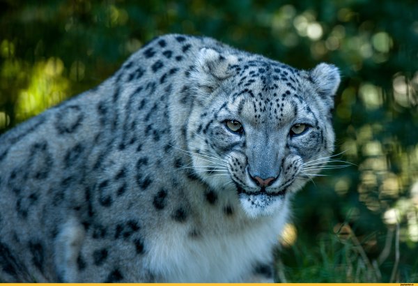 Ирбис животное