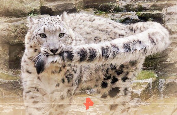 Жирный снежный Барс