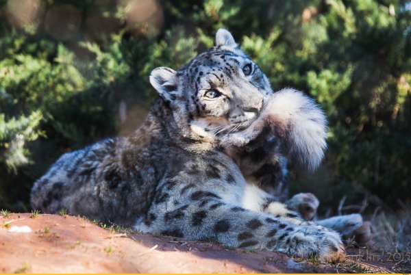 Снежный леопард хвост