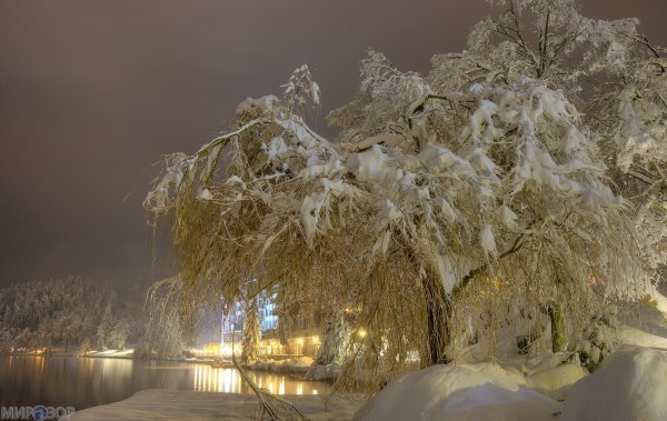 Красивые деревья в снегу
