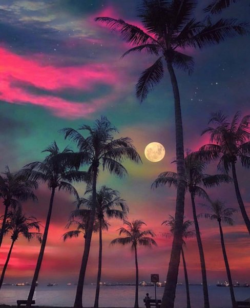 Пальмы ночью