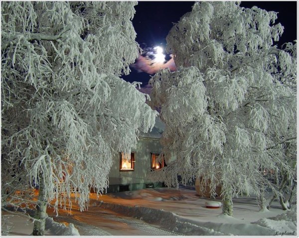 Иней дерево вечер