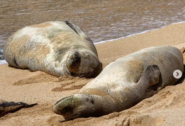 Морской котик на берегу