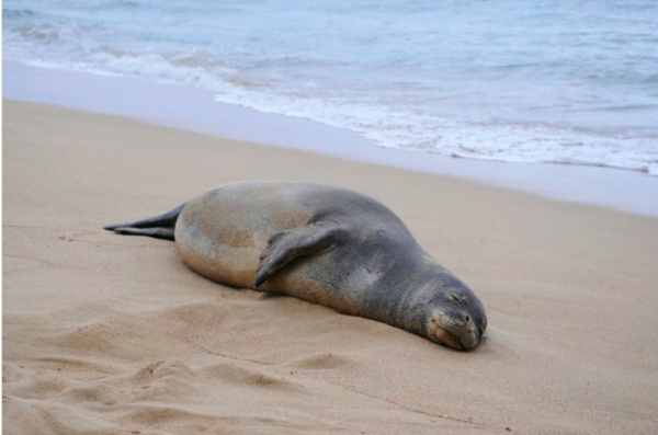 Тюлень на пляже