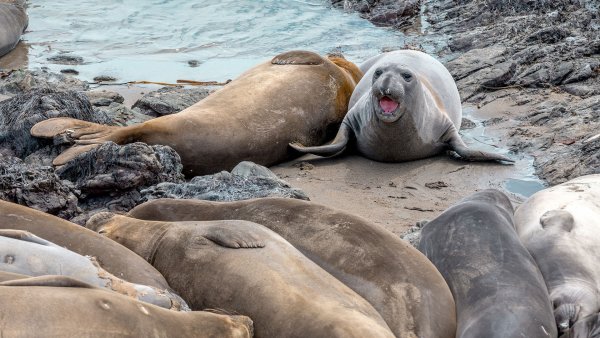 Тюлень на пляже