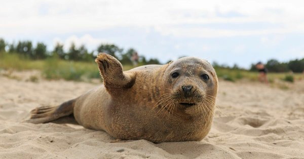 Тюлень загорает