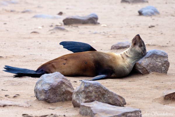 Ленивый тюлень Кабардинка