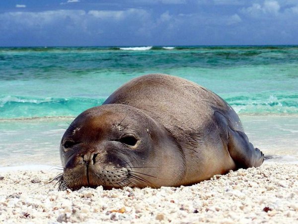 Щенки Средиземноморский тюлень-монах