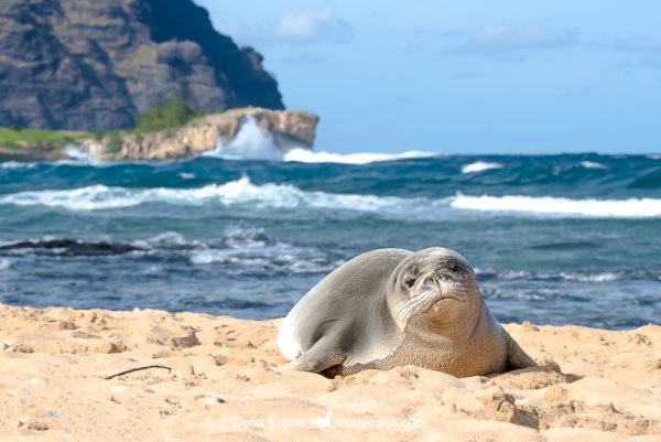 Эндемик Гавайский тюлень монах