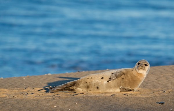 Тюлень Григорий