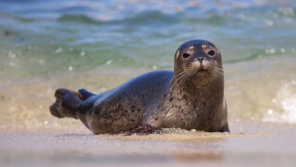 Каспийская Нерпа