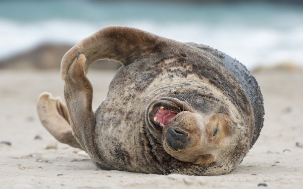 Тюлень на берегу