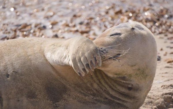 Морской котик Сэмми