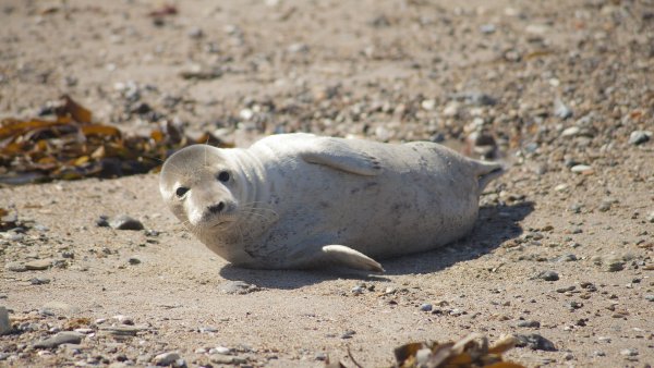 Лежбище тюленей