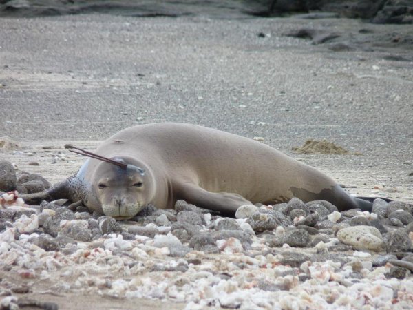Хорватия тюлень монах