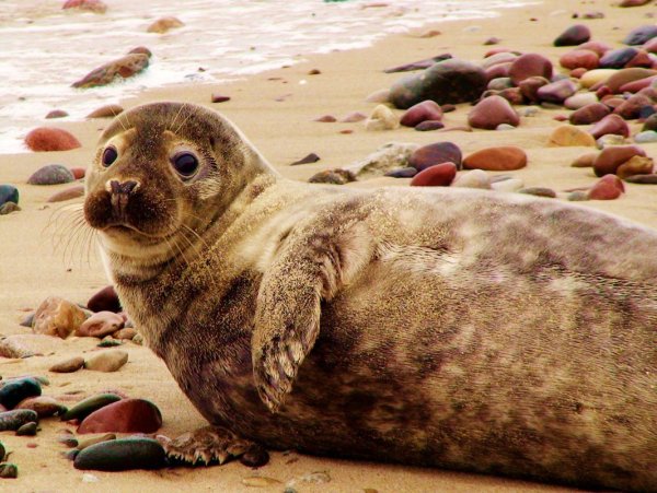 Кольчатая Нерпа Балтийского моря