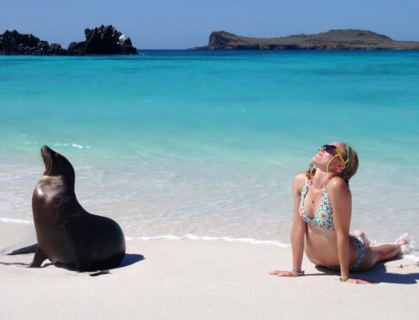 Морской котик на пляже