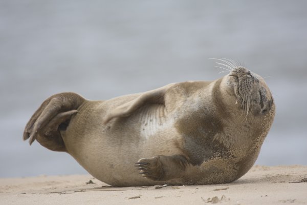 Тюлень на берегу