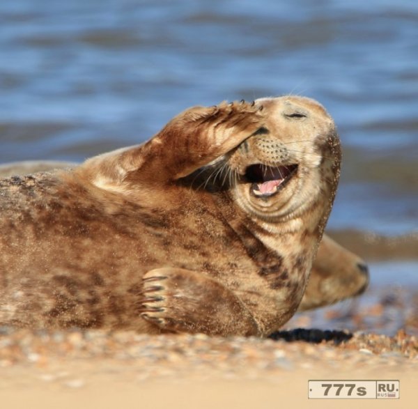 Тюлень на пляже