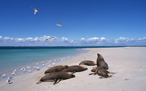 Лежбище ластоногих