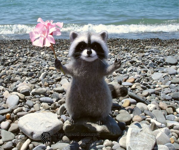 Енот на море