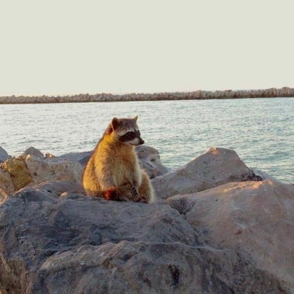 Енот на берегу моря