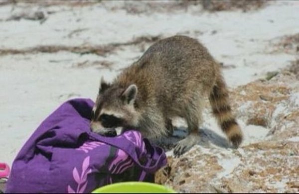 Еноты во Флориде