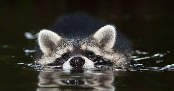 Енот полоскун на море