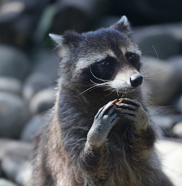 Человек енот