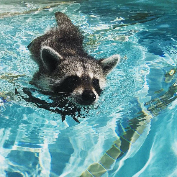 Мокрый енот полоскун