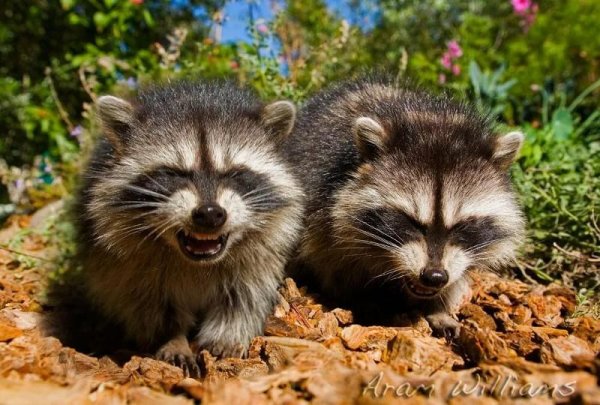 Енот смеется