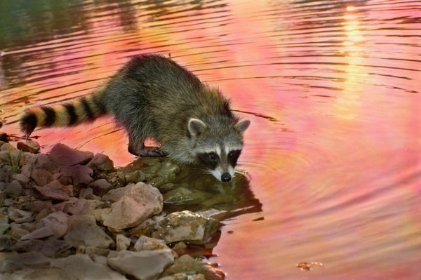 Енот картинка