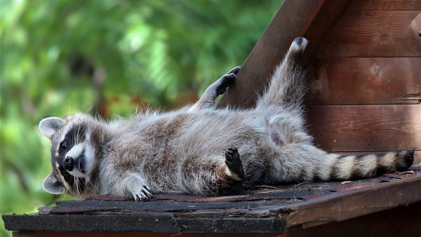 Енот полоскун смешной