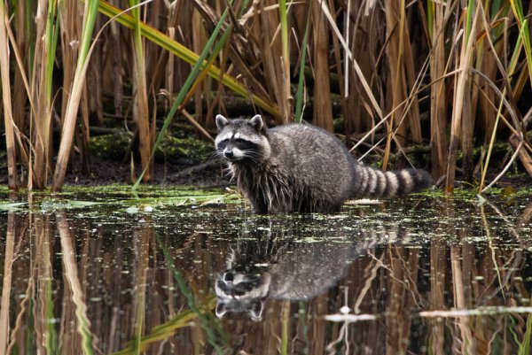 Бобер полоскун