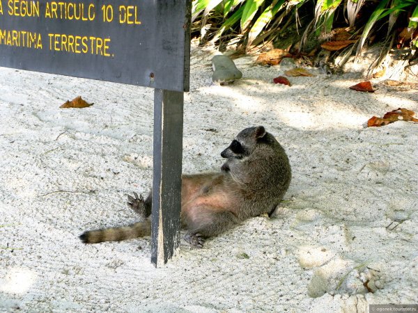 Енот загорает