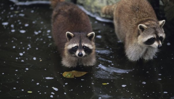 Багамский енот фото