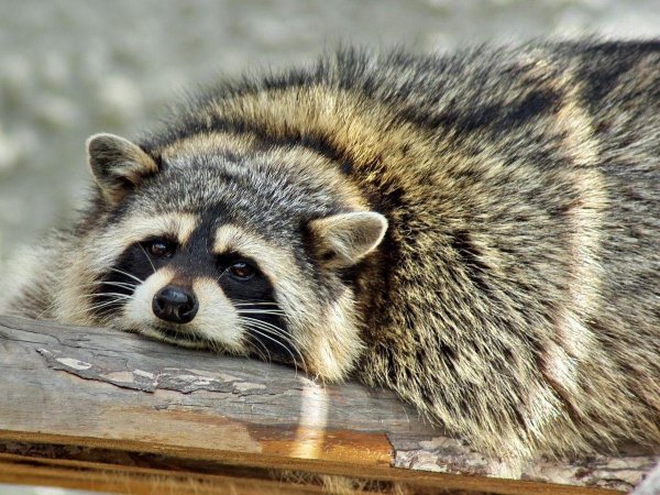 Грустный енот полоскун