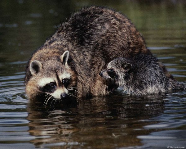 Енот полоскун в дикой природе