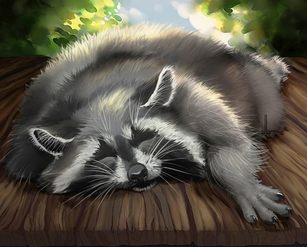 Енотики спят