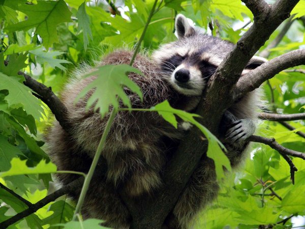 Енот полоскун на дереве
