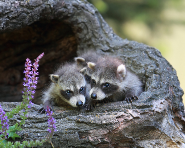 Детеныши енотов